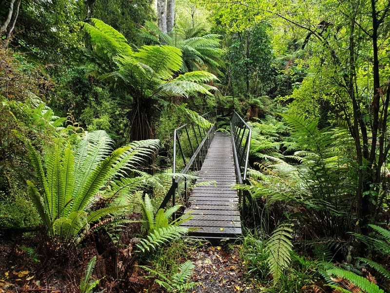 rainforest bridge