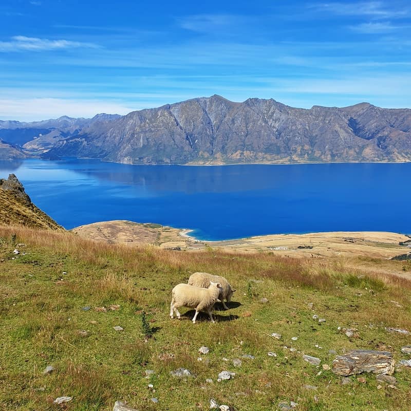 two sheep eating grass on farmland next to the hiking trail with lake hawea in the background