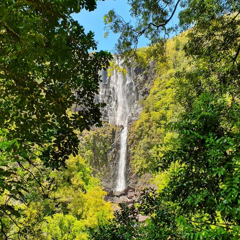 the wairere falls view from the lower platform surrounded by native bush