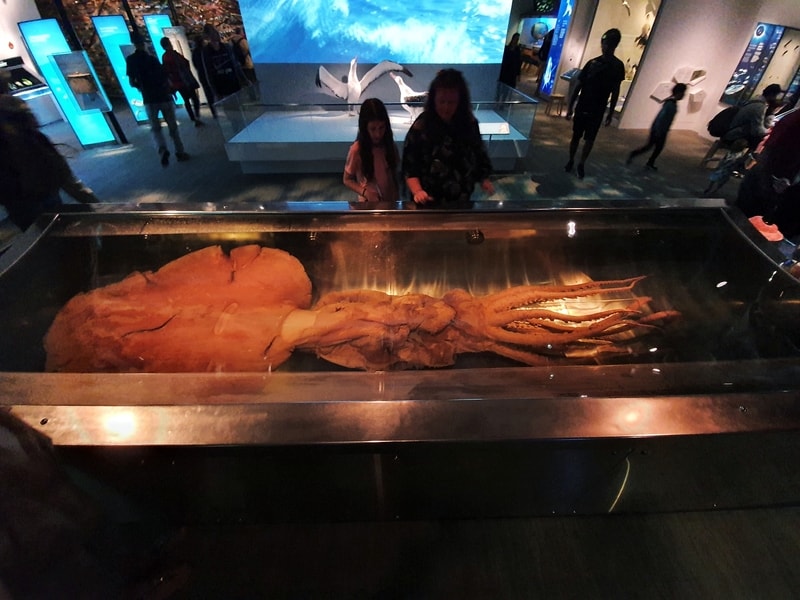 colossal squid on display in te papa