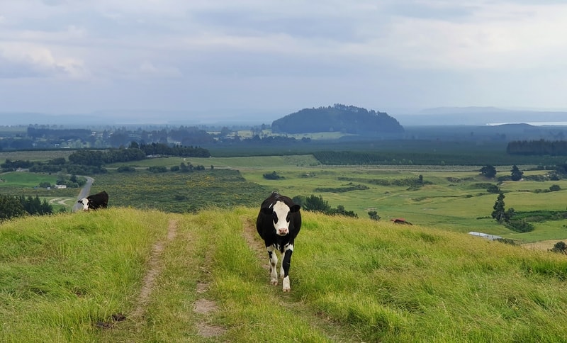 cow on mount tauhara track