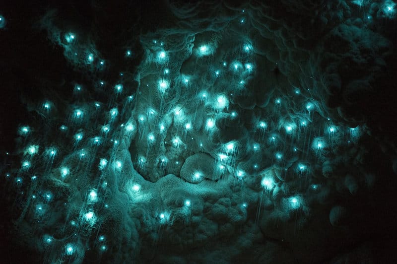glowworms shining brightly in their blue color