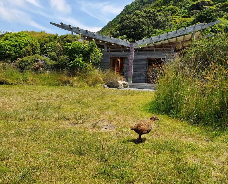 the main shelter with a weka walking in the grass