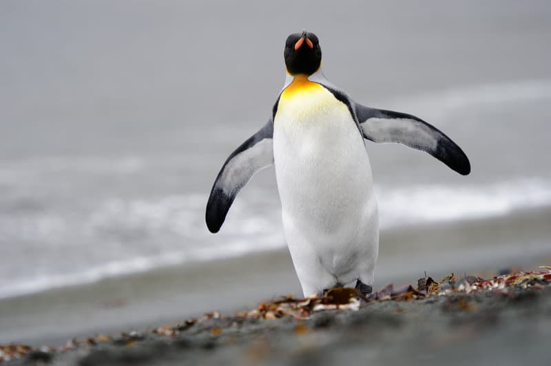 a penguin walking on a beach