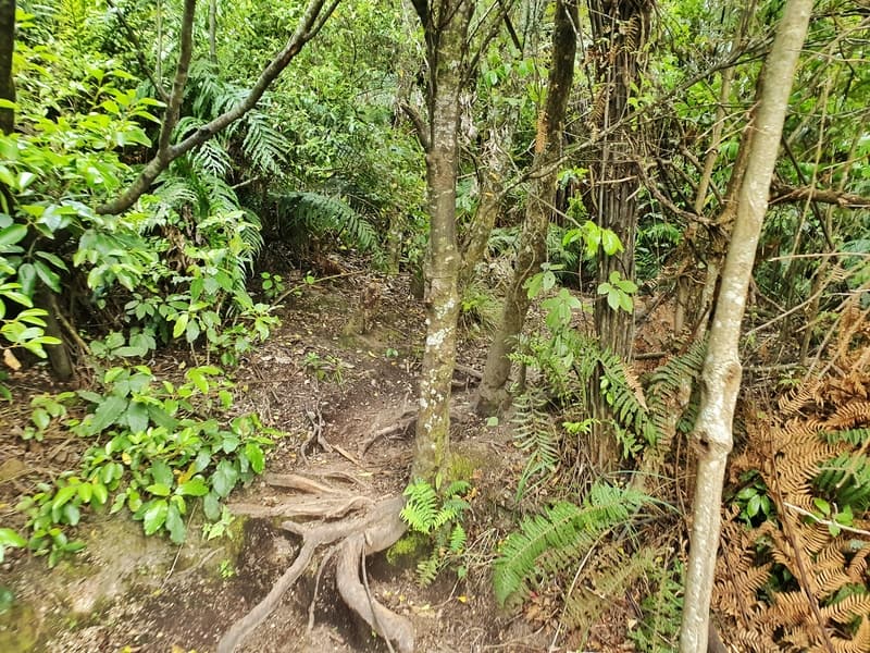 a photo of the trail and the roots