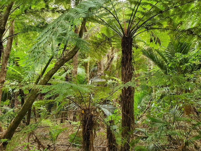 a photo of ferns in the forest