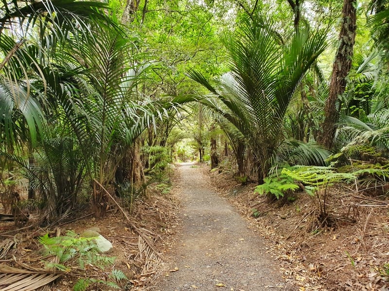 track surrounded by ferns