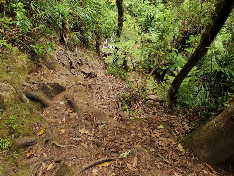 the track down to the bottom of the wentworth valley falls