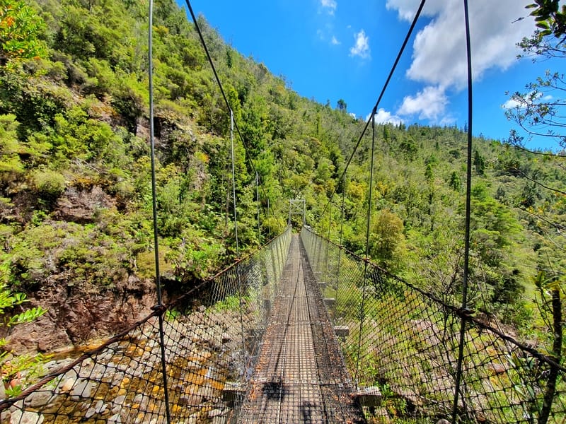 suspension bridge in the forest