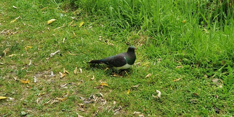 a new zealand pigeon standing on grass