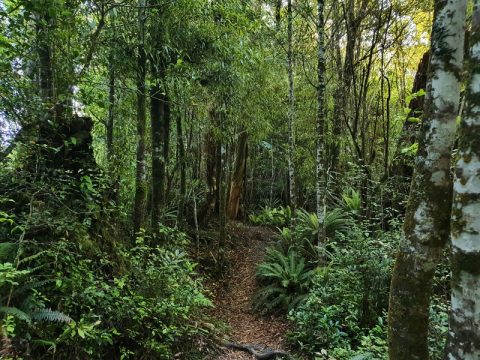 TUPAPAKURUA FALLS TRACK - AN AMAZING HIKE | CHUR NEW ZEALAND