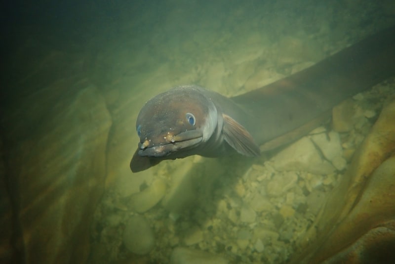 a photo of cecil the eel in the cave