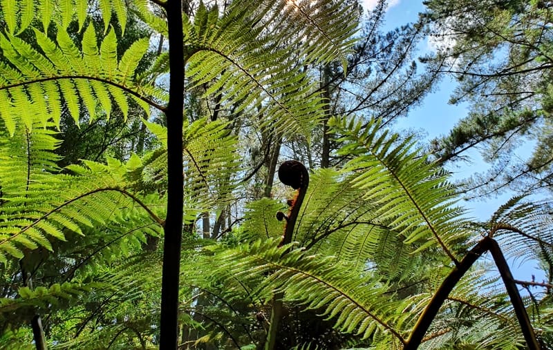 a picture of ferns and a koru.