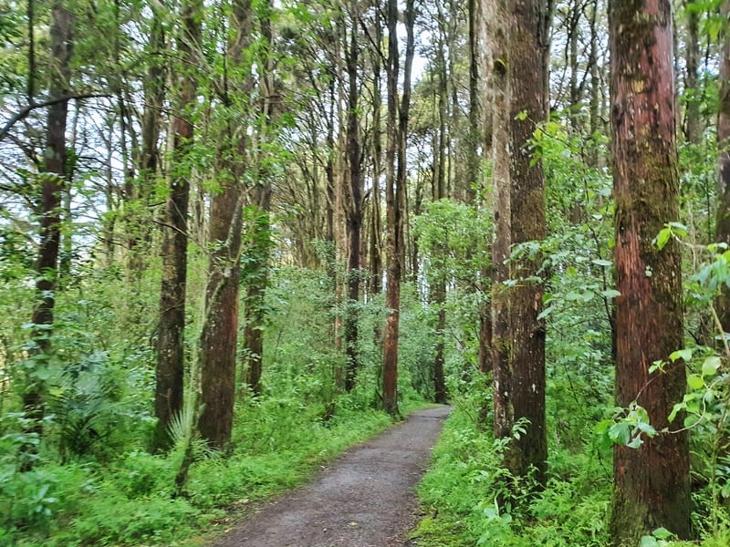 totara trees on the kerikeri walking track