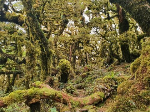 TARARUA RANGES: 4 AWESOME HIKES