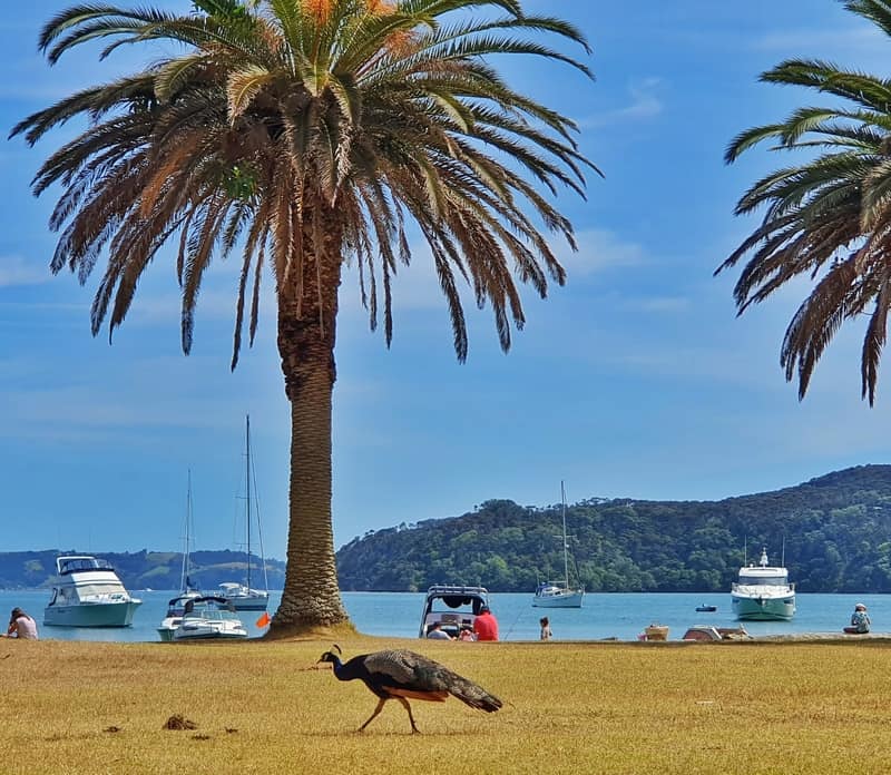 peacock with a cabbage tree in the background and boats in the water