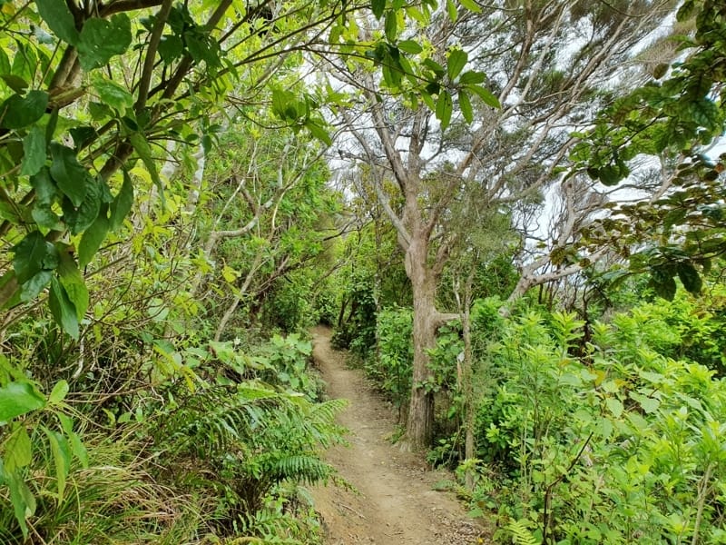 track surrounded by bush