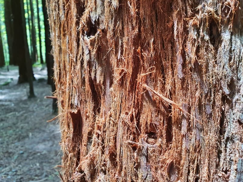 photo of a redwood tree up close showing the textures of the tree.