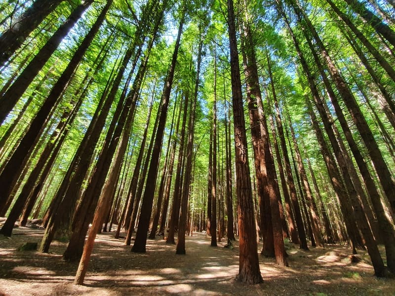 a picture in the middle of the Whakarewarewa Forest surrounded by redwoods