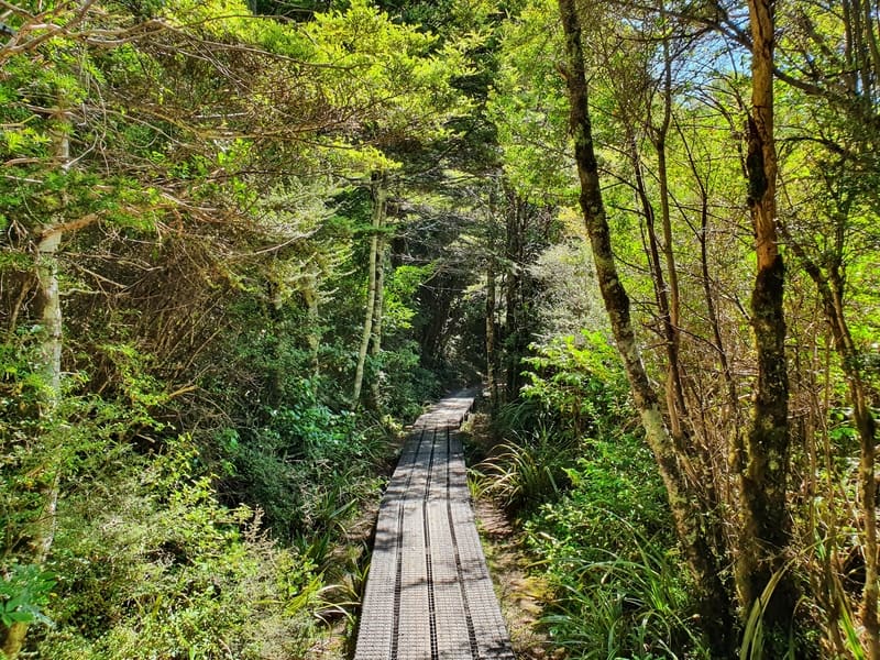 a nice boardwalk through the forest