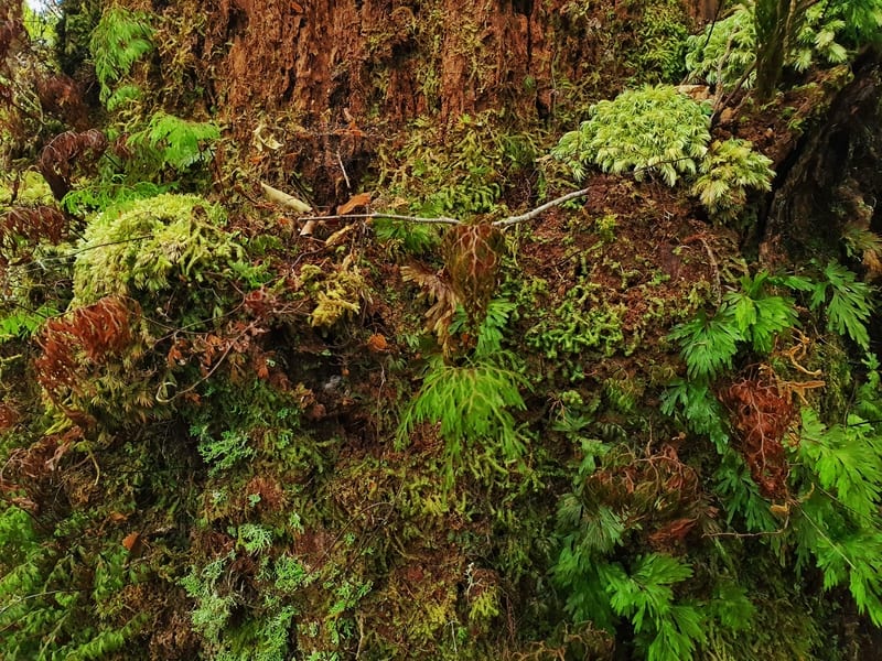 close up of a tree growing moss