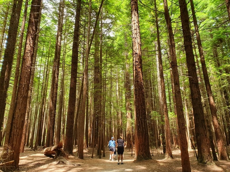 two people walking among the redwoods