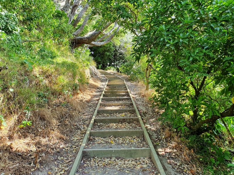 steps on a trail