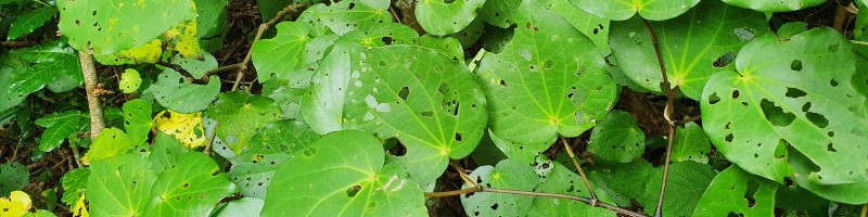 kawakawa leaves