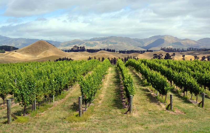 Marlborough Vineyard in Mid Summer, New Zealand