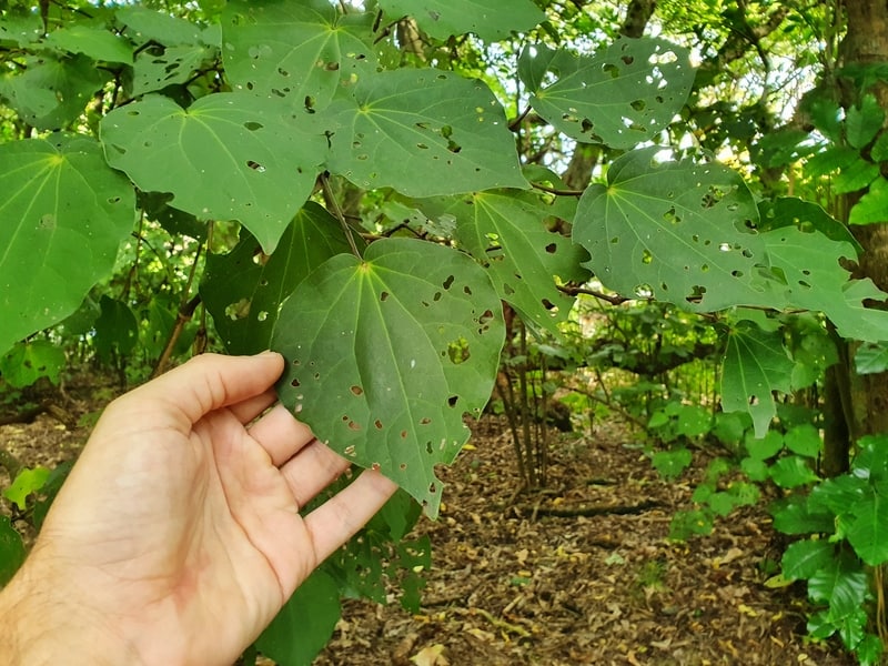 kawakawa leaf