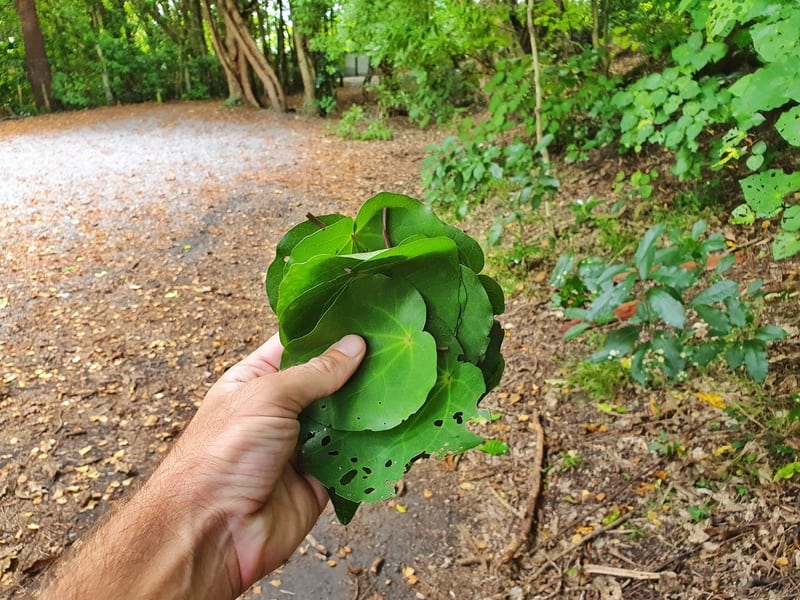 kawakawa tea leaves