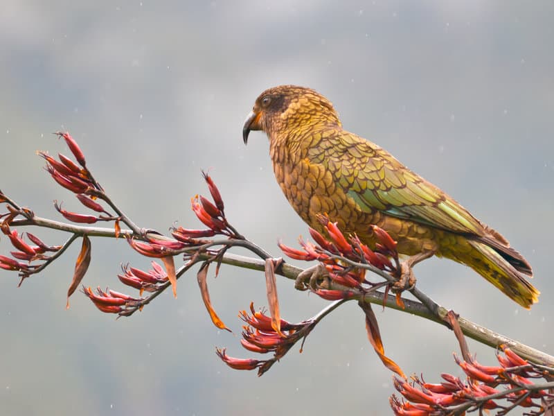 a new zealand parrot called a kea on a branch