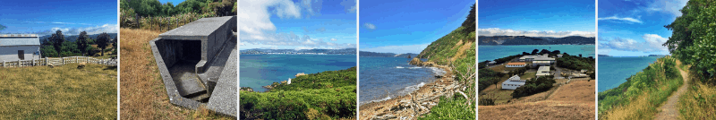 somes island wellington walks