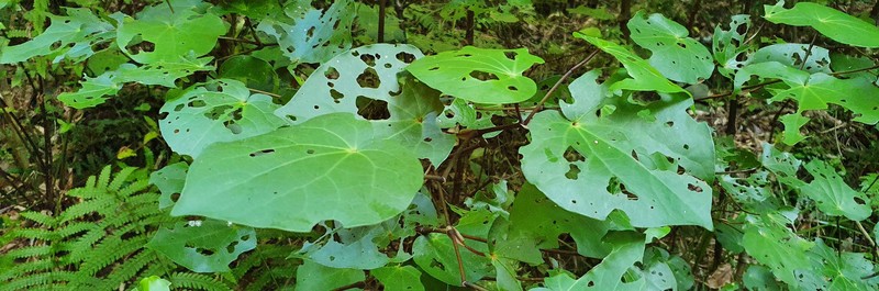 kawakawa leaves