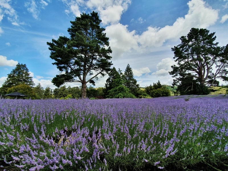 laurens lavender fields north island