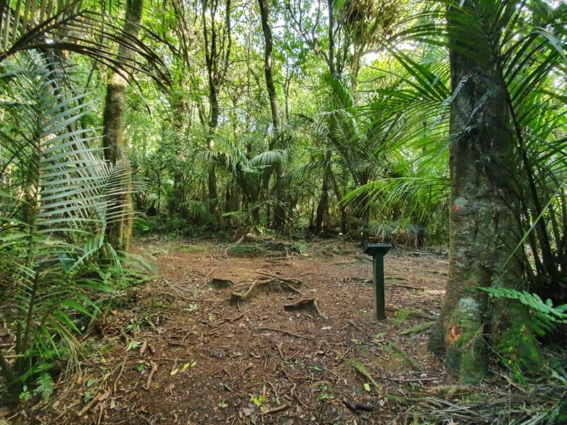 junction of the forest track