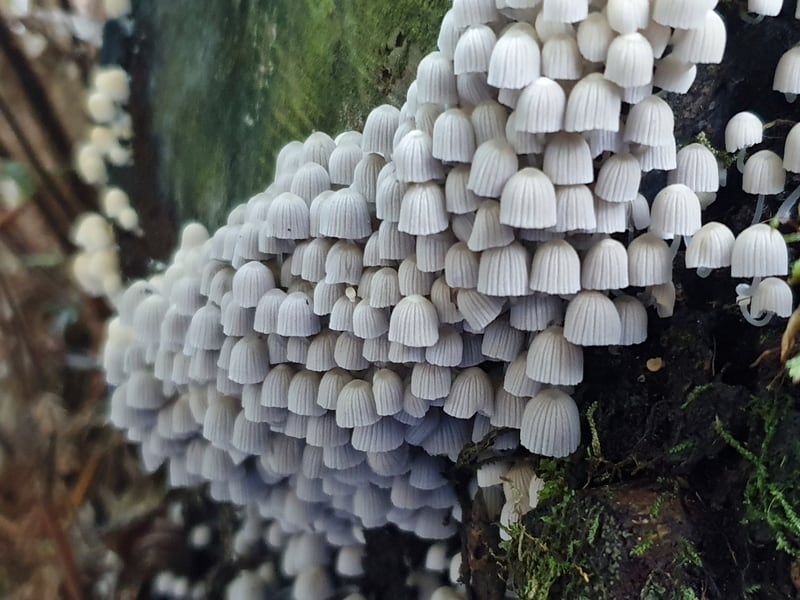 karangahake mushrooms