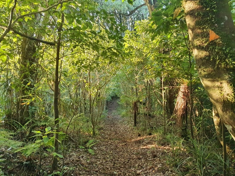 karangahake trail views