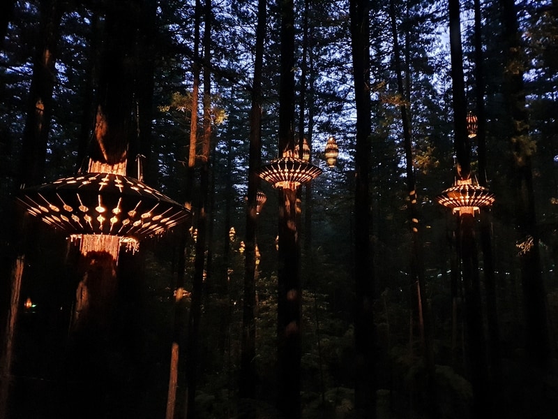 lights on the rotorua canopy walk