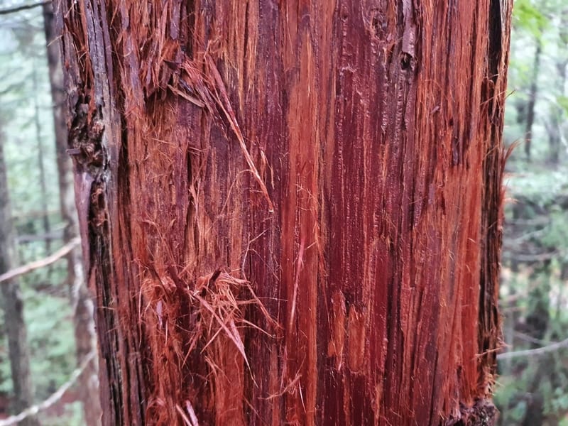redwood tree bark