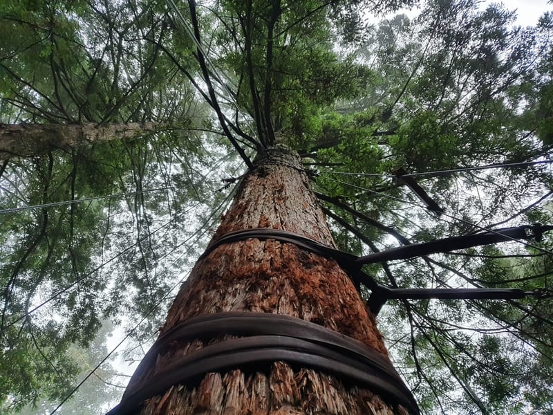 redwoods on the walk in rotorua