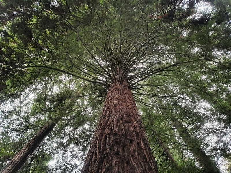 redwoods tree rotorua
