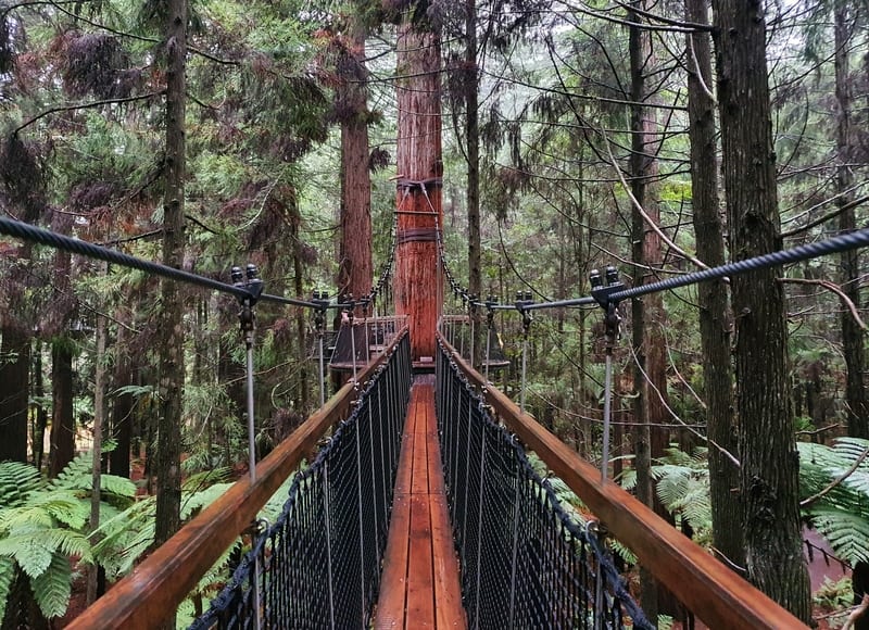 redwoods walk rotorua