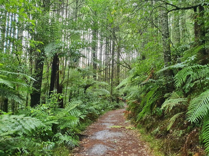 redwoods walks rotorua