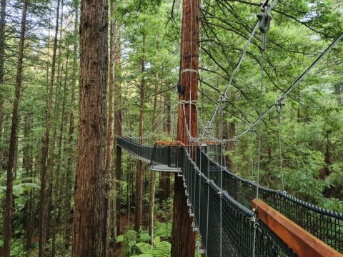 THE ROTORUA TREE WALK: DAY OR NIGHT? | CHUR NEW ZEALAND