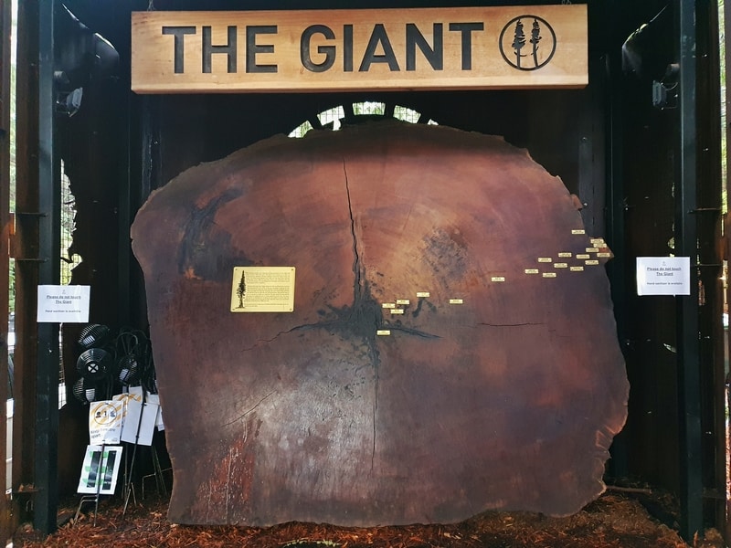 the giant redwood