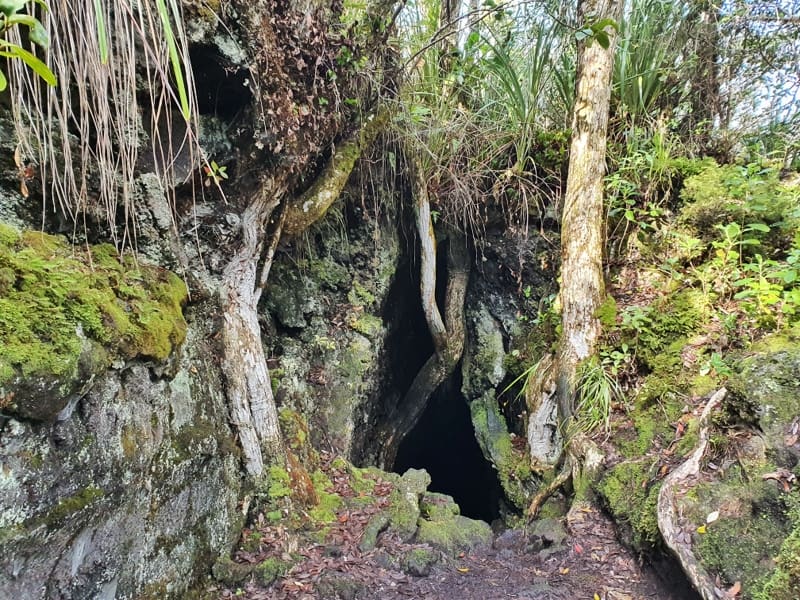 lava caves rangitoto island