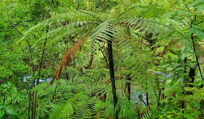 ferns in esson valley tracks
