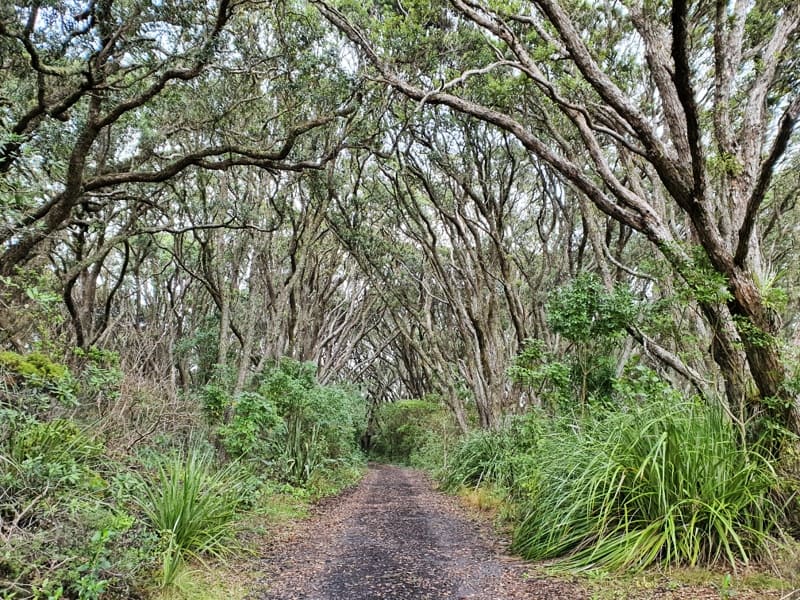 nature trail rangitoto island