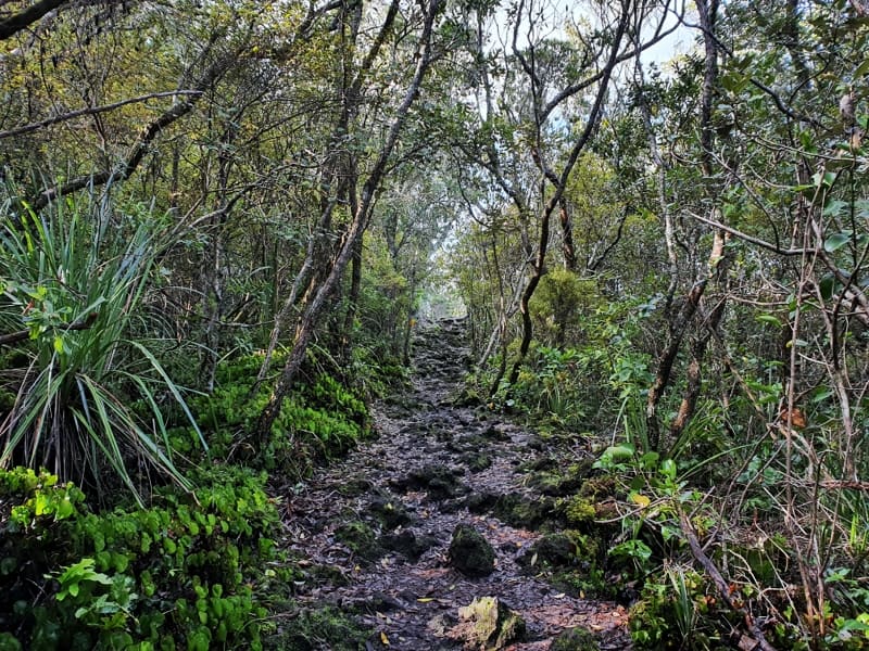 trail to lava rock caves on rangitoto